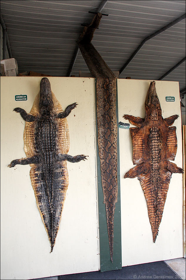 Отличие крокодила от аллигатора