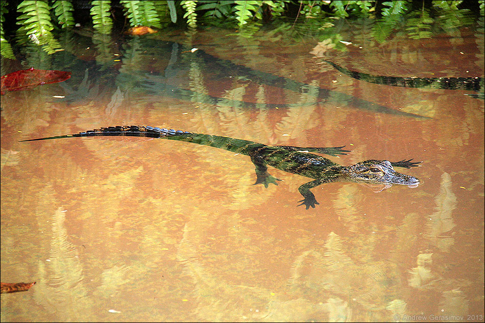 Детеныш-крокодил