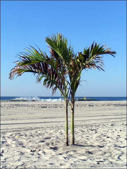 Небольшая пальма
