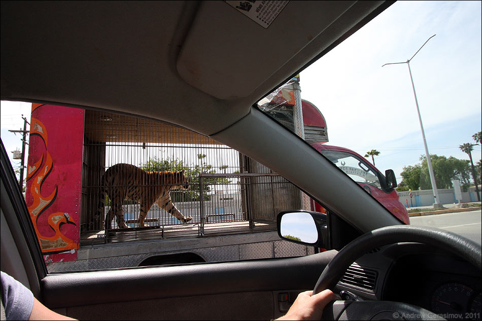 ��������� ����