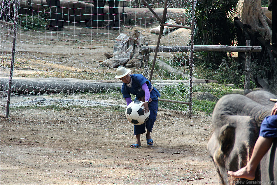 Слоновый футбол