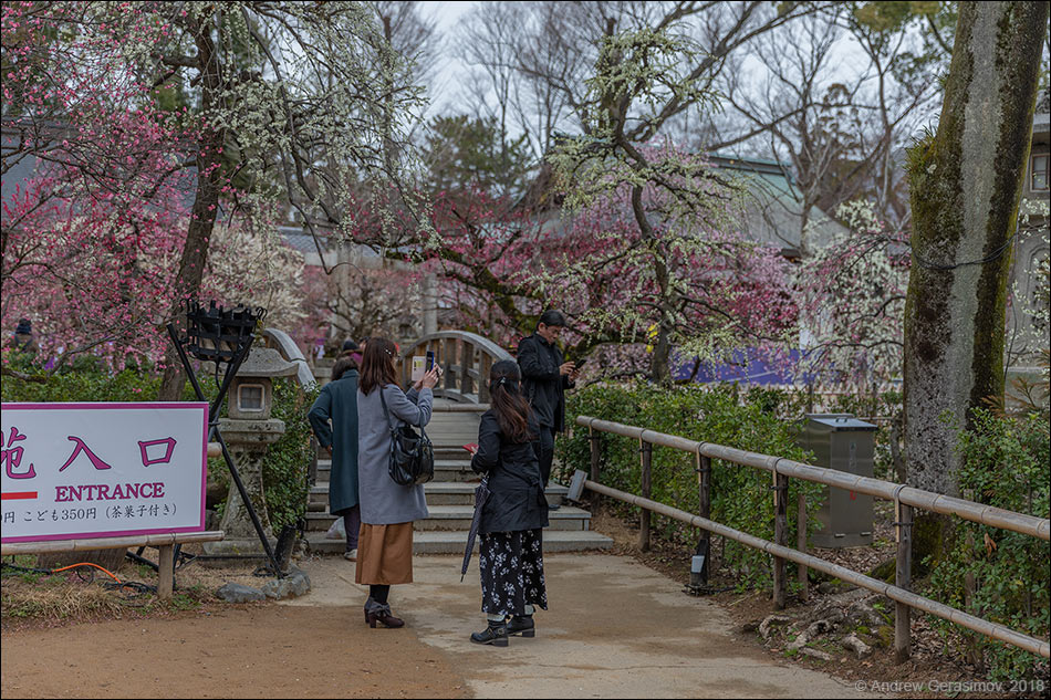 Цветение сакуры в Японии