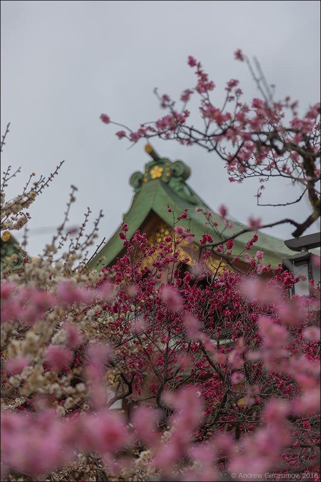 Цветение сакуры в Японии