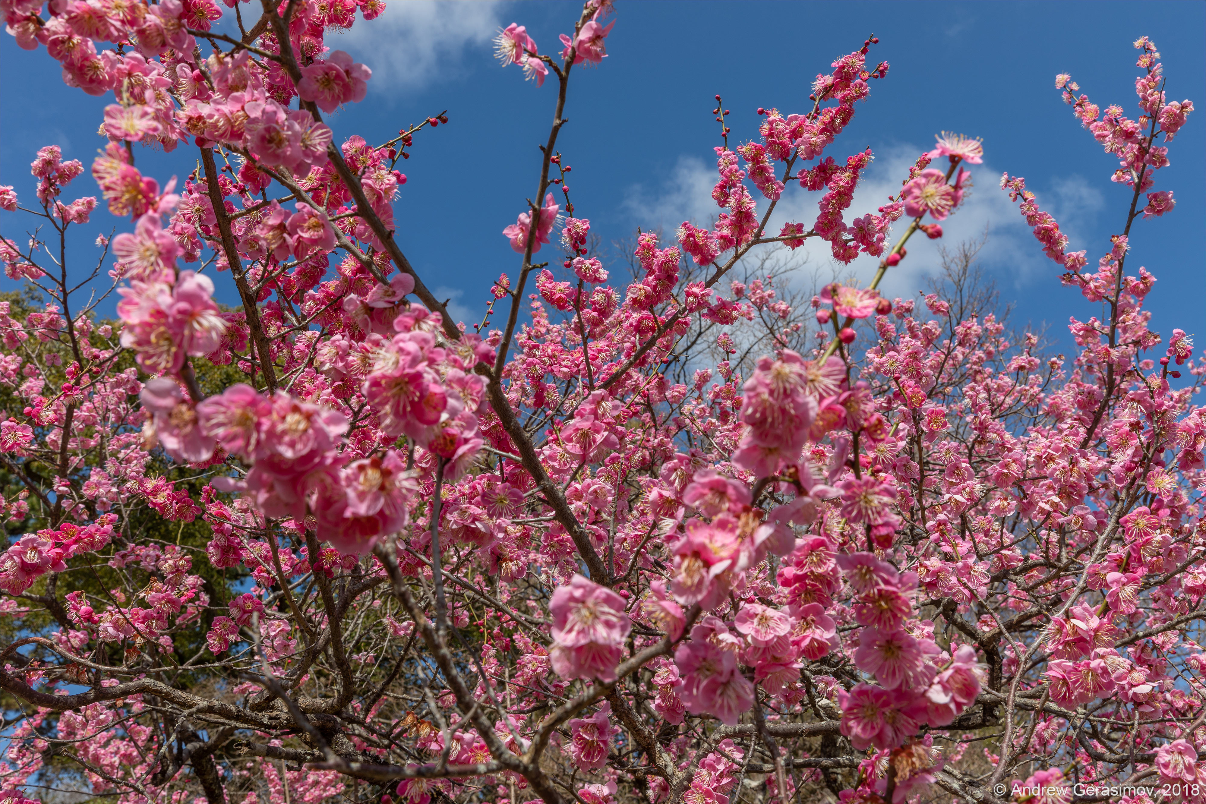 Цветет ли сакура. Сакура в россии. Цветение сакуры в москве ботанический сад. Цветет ли сакура. Цветение сакуры в спб.