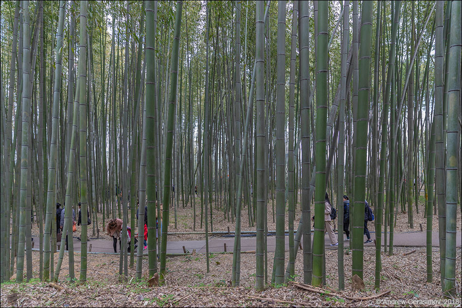 Бамбуковый лес в Киото