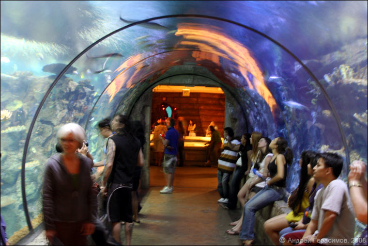 Акулий тоннель