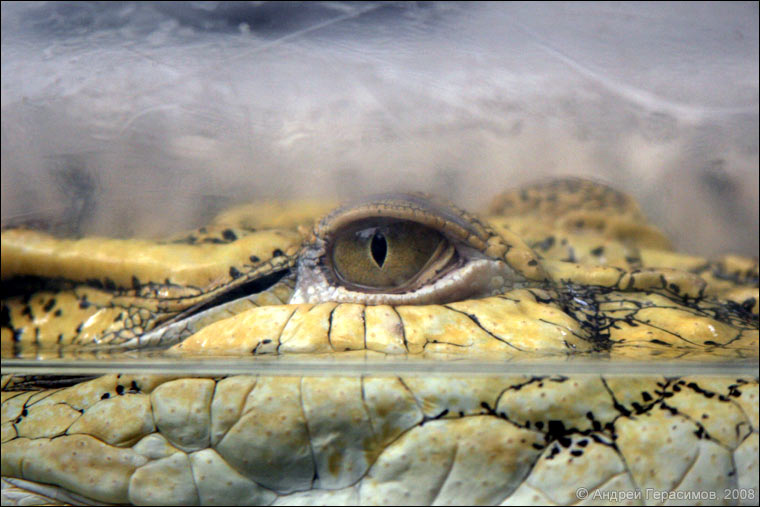 Крокодил или аллигатор?