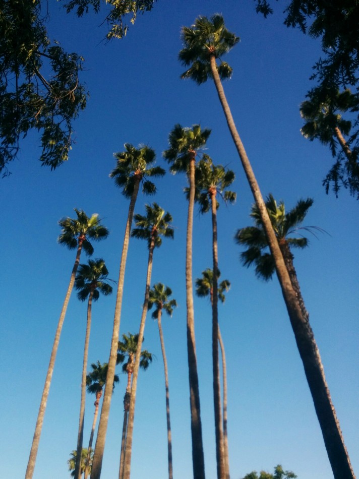 Пальмы Лос-Анджелеса