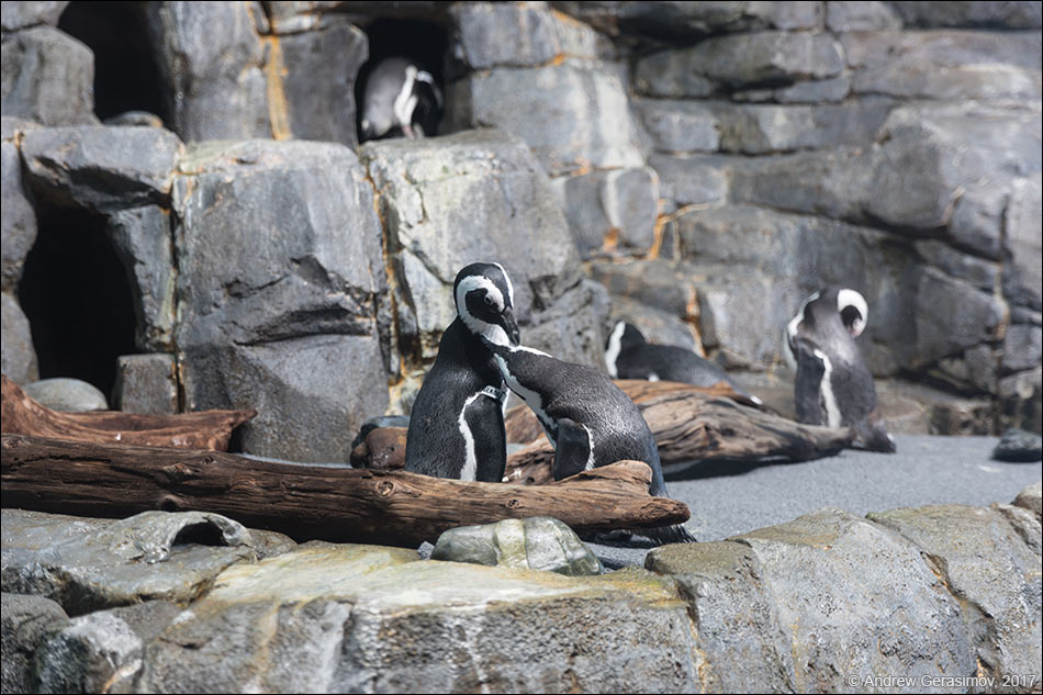 Магелланские пингвины