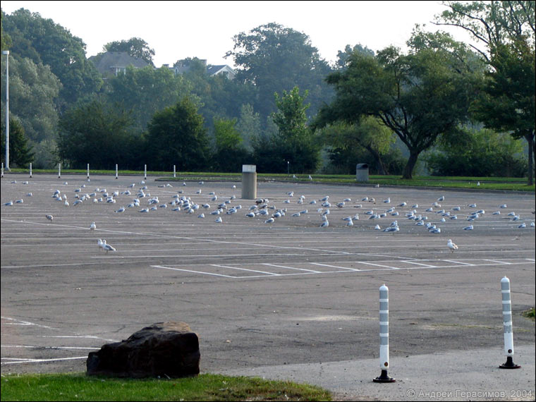 Чайки на автомобильной парковке