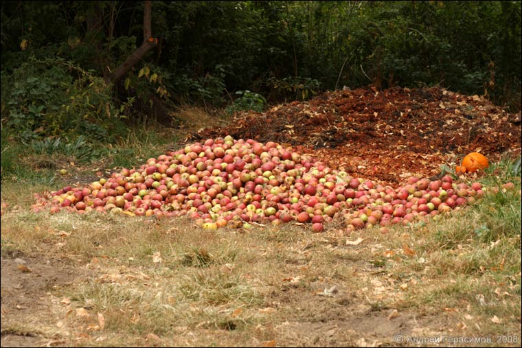 Испорченные яблоки