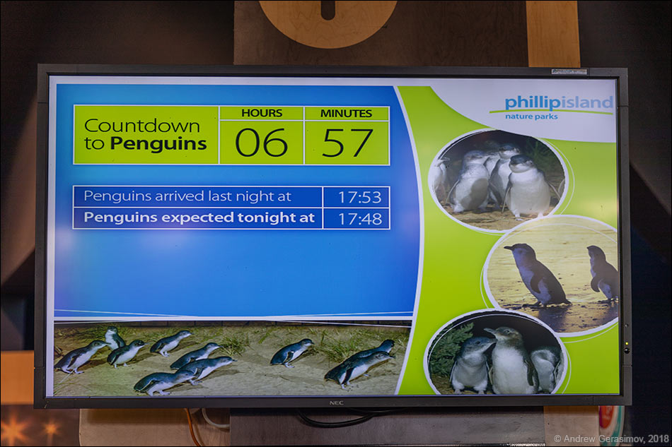 Пингвины полуострова Самерленд