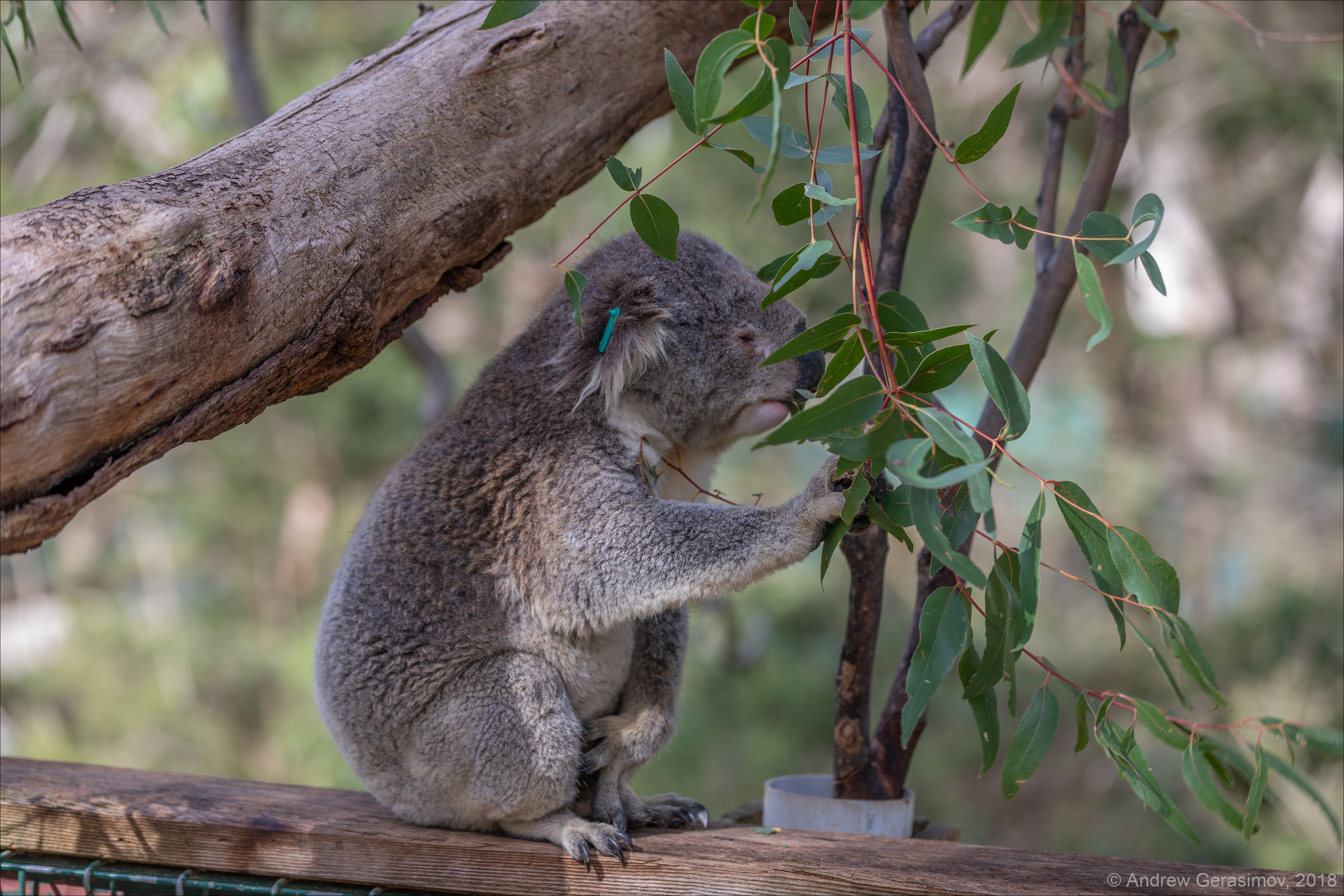 Остров коала. Коала сидит царь. Коала сидит на дереве в ФАС. Коала Делюкс 15 см. Коала остров