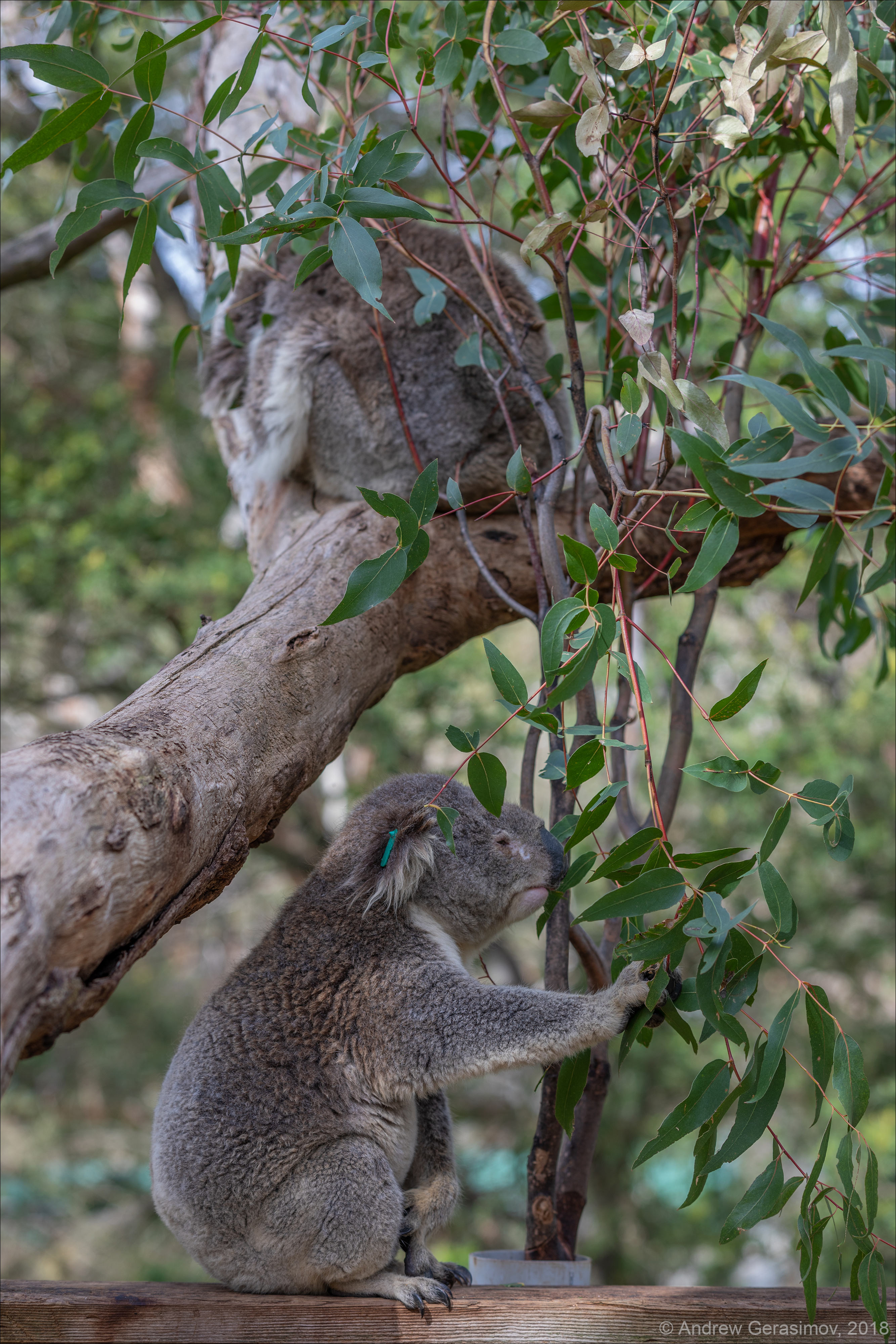 Макака коалу. Коала размер. Поза коалы. Скороговорка макака коалу. Макака коалу лениво мокала.