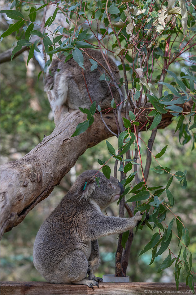 Размеры коалы