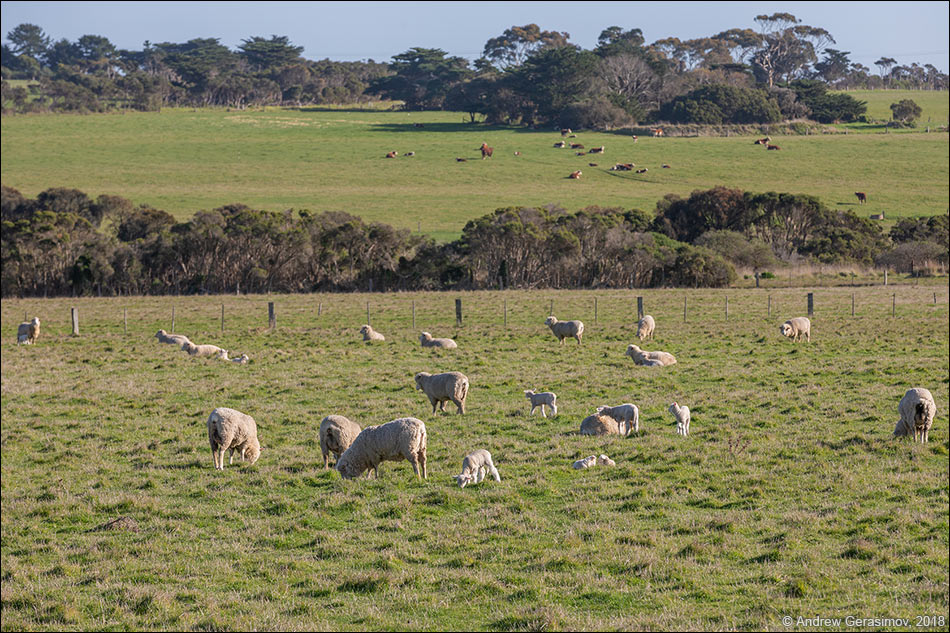Австралийские овцы