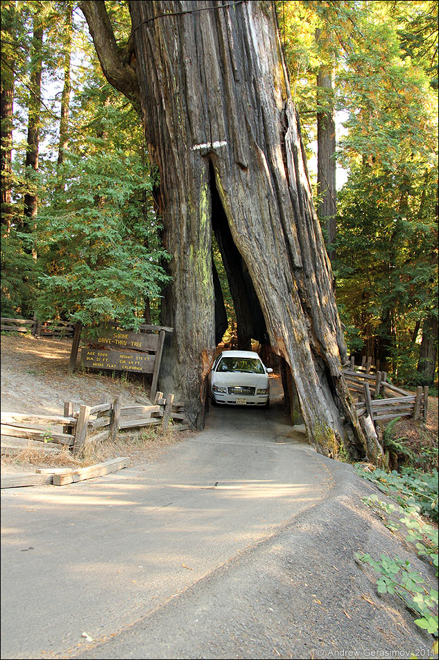 Автомобильный тоннель через дерево