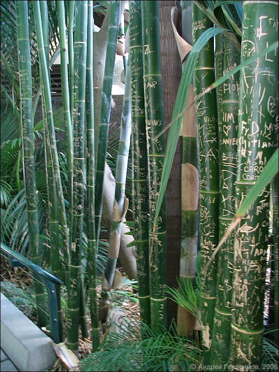 Расписанный бамбук