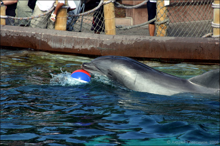 Дельфин с мячом