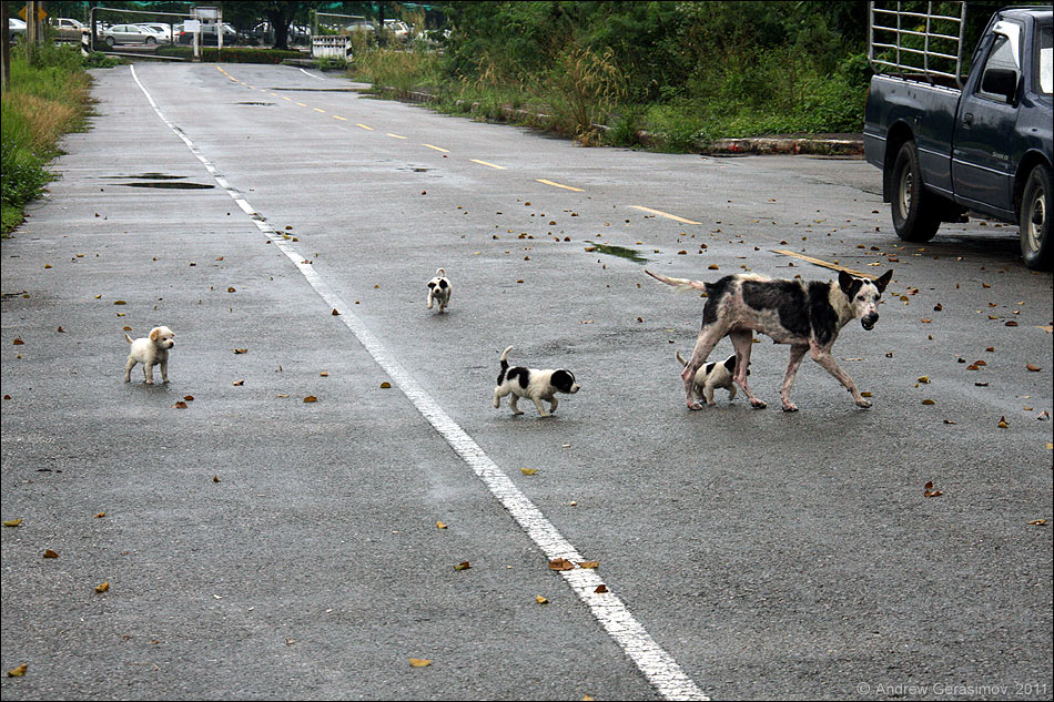 Тайские собаки
