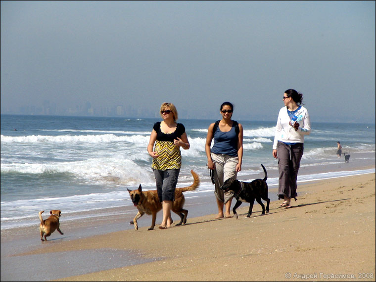 Собачий пляж